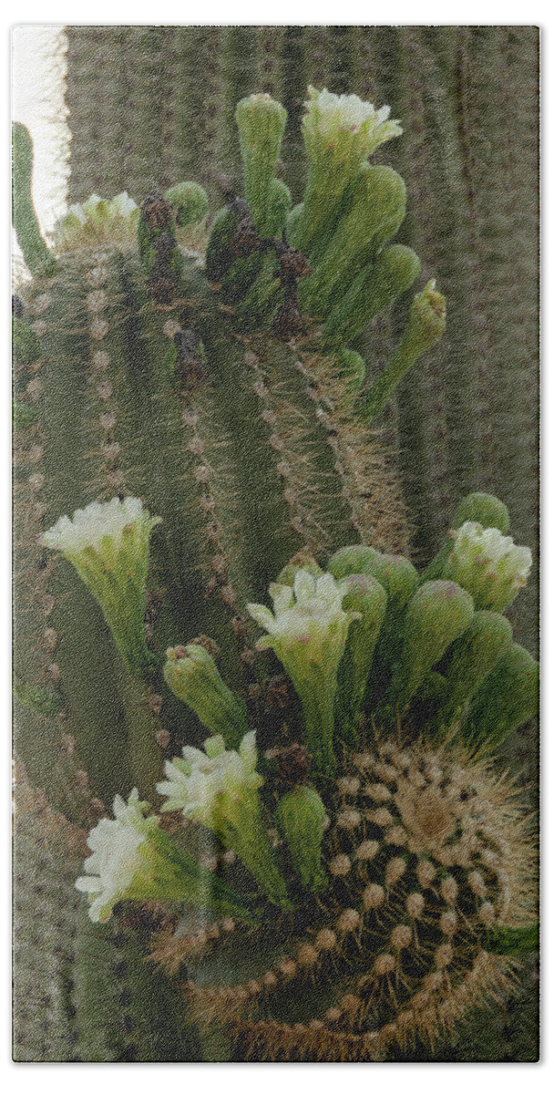 Wickenburg Bath Towel featuring the photograph Saguaro buds and blooms by Gaelyn Olmsted