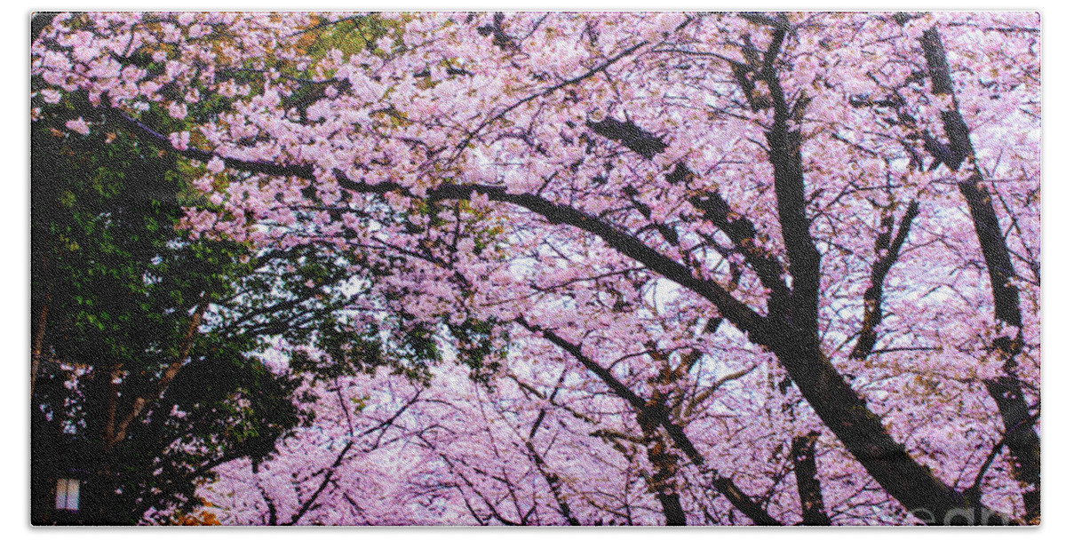 Cherry Blossom Hand Towel featuring the photograph Sakura by HELGE Art Gallery