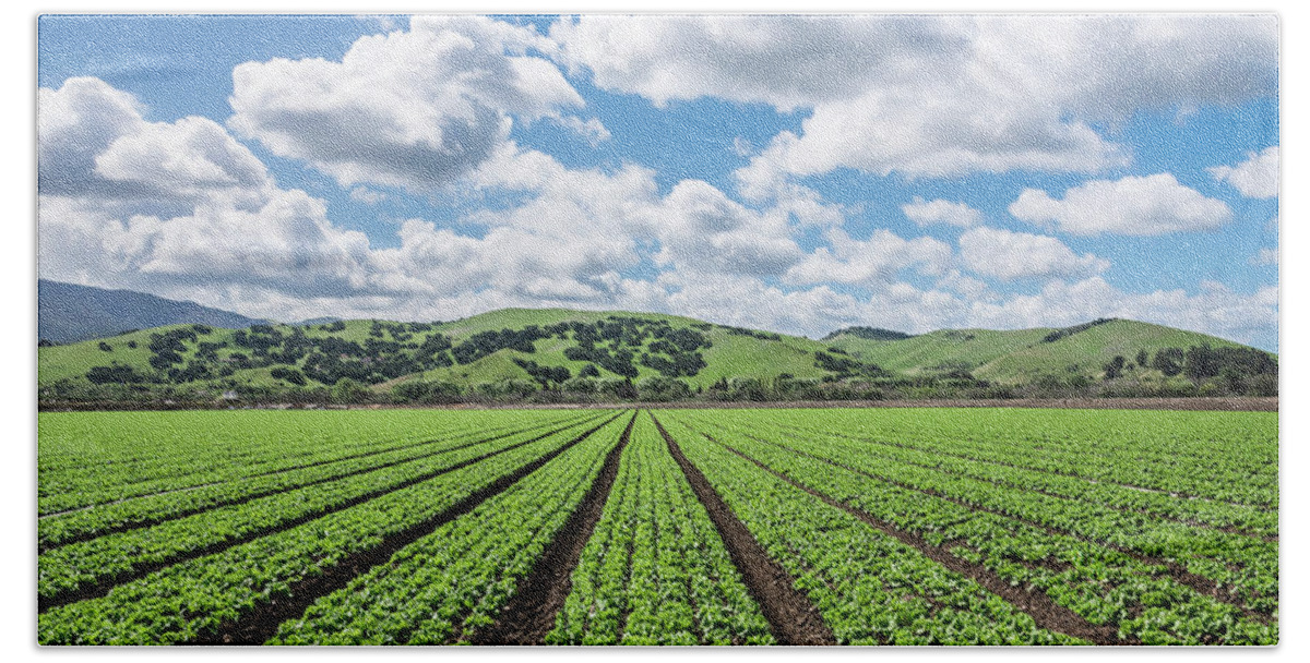 Outdoor Hand Towel featuring the photograph Salinas Valley Lettuce by David A Litman