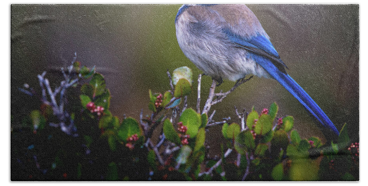 Blue Bird Bath Towel featuring the photograph San Diego Bluebird by Doug Sturgess