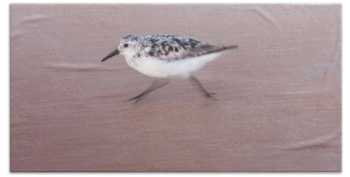 Sanderling Bath Towel featuring the photograph Sanderling On The Run by Paul Rebmann