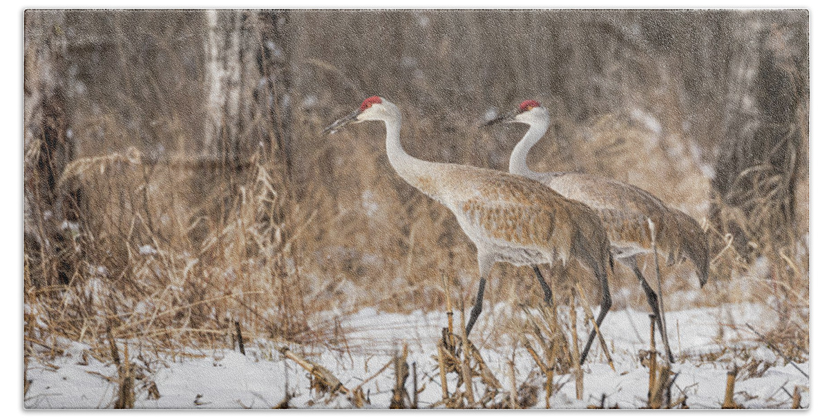 Two Sandhill Cranes Hand Towel featuring the photograph Sandhill Crane 2016-4 by Thomas Young