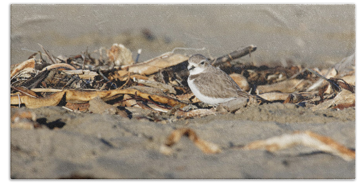 Animals Bath Towel featuring the photograph Sandy Beak -- Snowy Plover on the Beach in Morro Bay, California by Darin Volpe