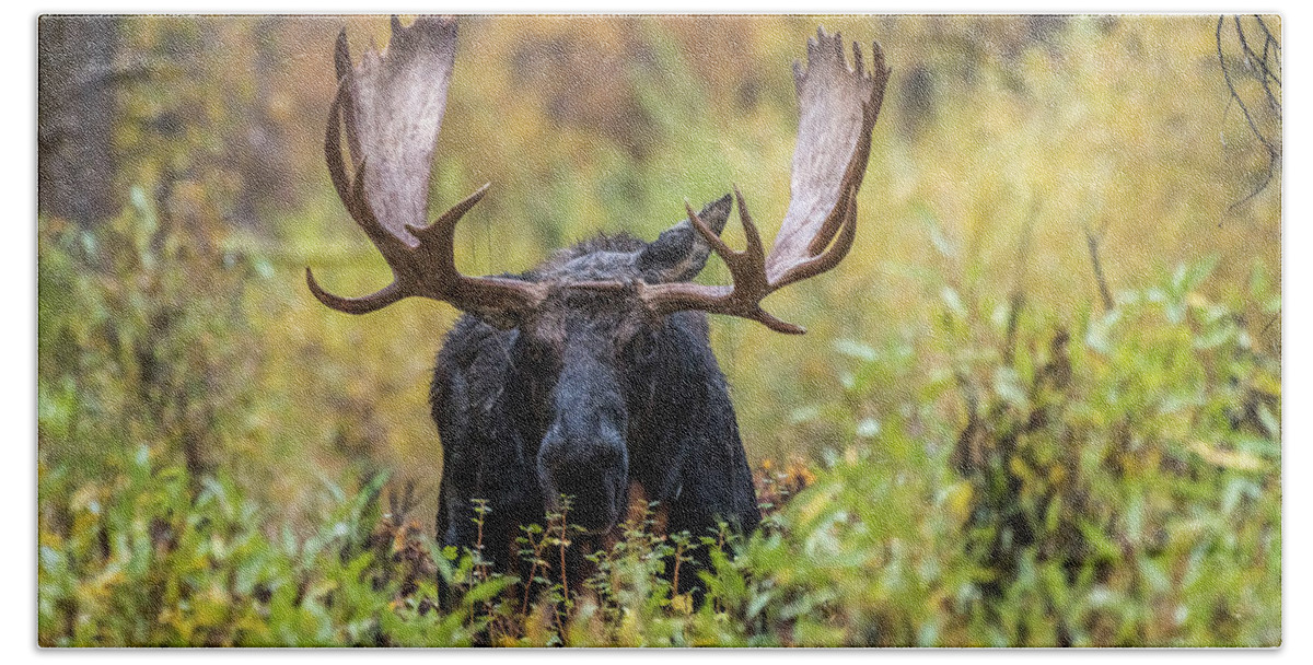 Moose Hand Towel featuring the photograph Say Hello To Custer by Yeates Photography