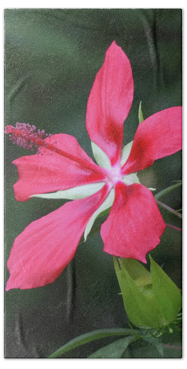 Scarlet Hand Towel featuring the photograph Scarlet Hibiscus #4 by Paul Rebmann