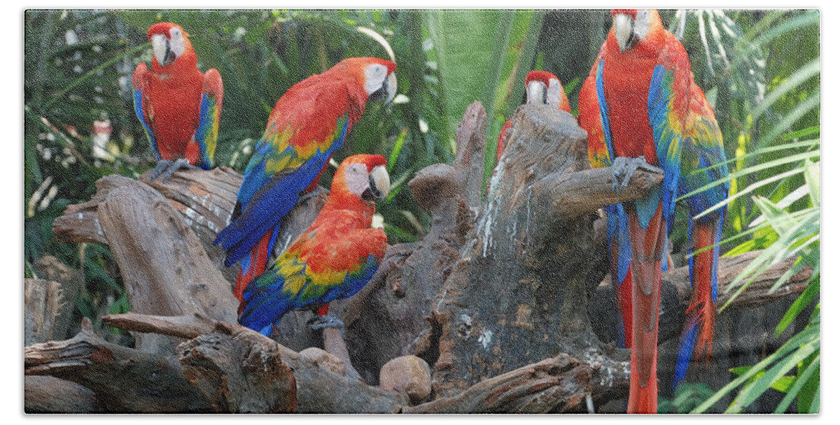 Scarlet Macaw Hand Towel featuring the photograph Scarlet Macaw by Jackie Russo
