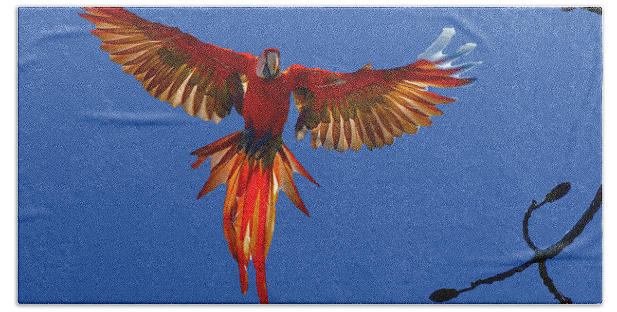 Scarlet Macaw Bath Towel featuring the photograph Scarlet Macaw on the Osa Peninsula by Don Mercer