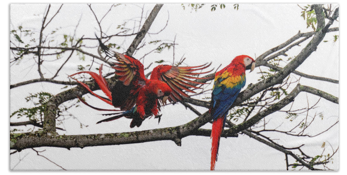Costa Rica Bath Towel featuring the photograph Scarlet Macaws by Yoshiki Nakamura