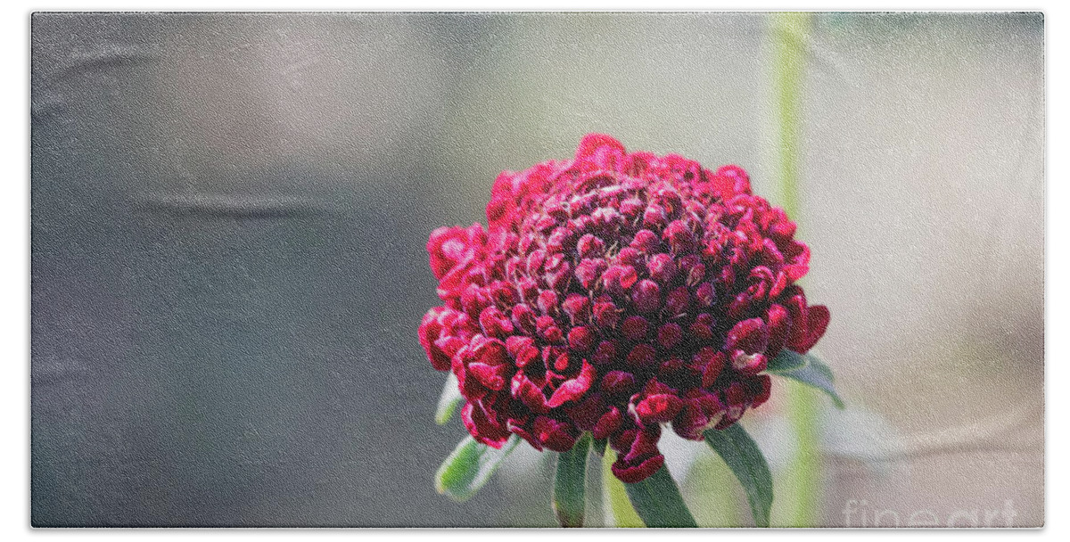 Scabiosa Atropurpurea Hand Towel featuring the photograph Scarlet Pincushion Flower by Eva Lechner