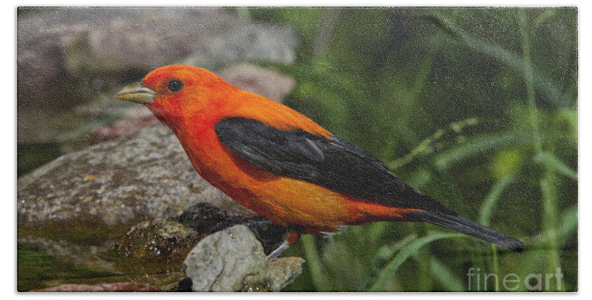 Scarlet Tanager Hand Towel featuring the photograph Scarlet Tanager by Anthony Mercieca