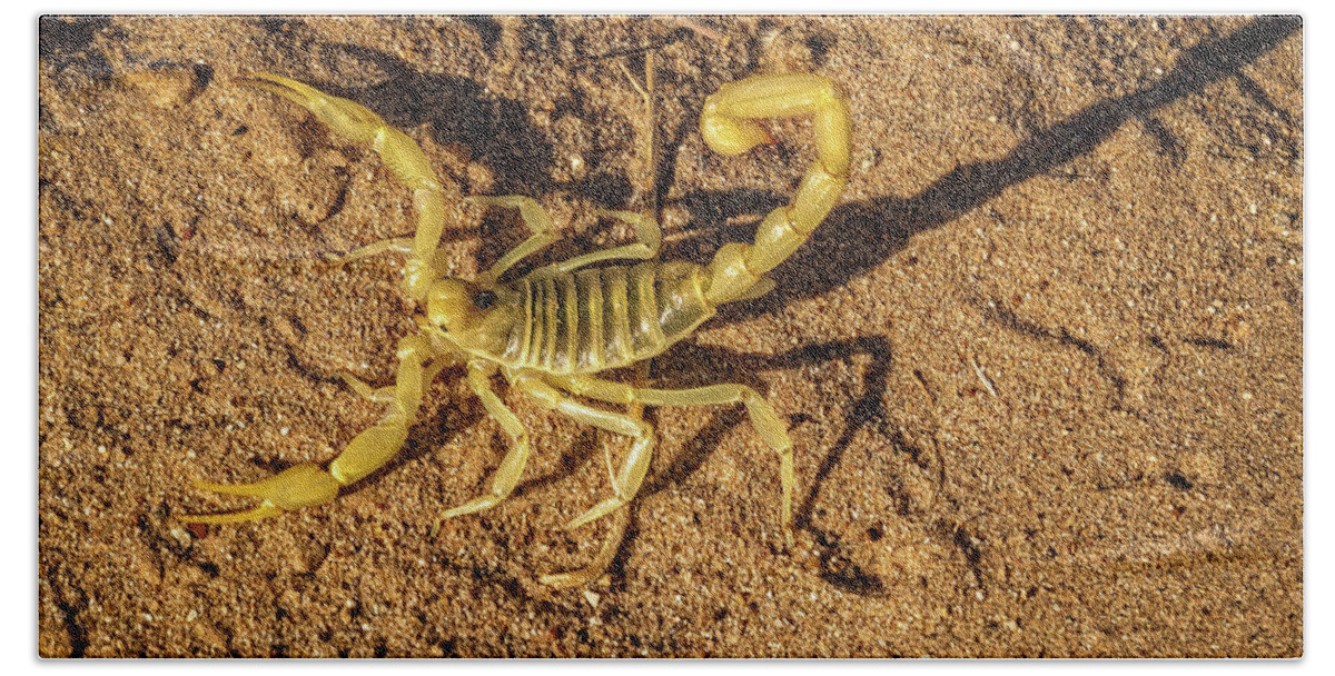 Poisonous Bath Towel featuring the photograph Scorpion by Robert Bales