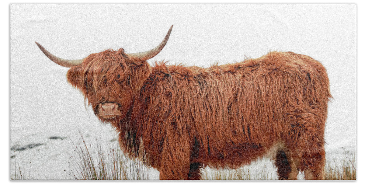 Highland Cow Bath Towel featuring the photograph Scottish Highland Cow by Grant Glendinning
