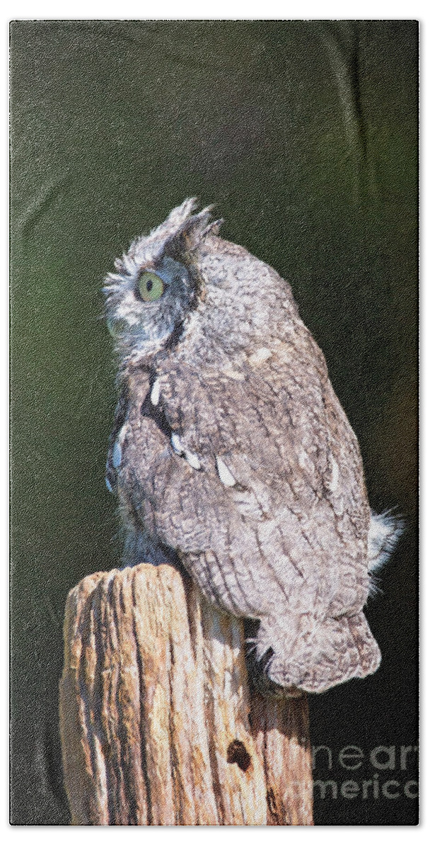 Nature Bath Towel featuring the photograph Screech Owl Profile by Sharon McConnell