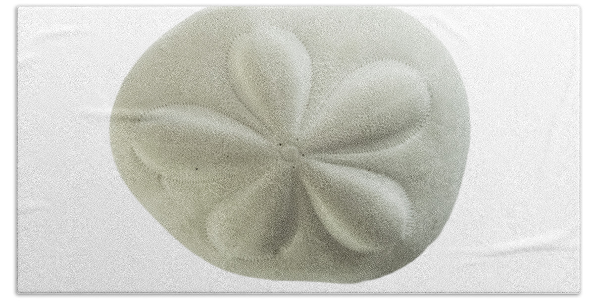 Sand Dollar Bath Towel featuring the photograph Sea Biscuit by Judy Hall-Folde