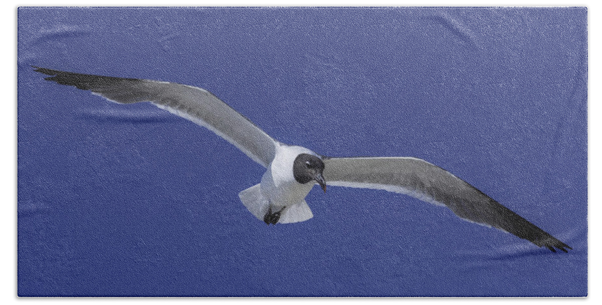 Original Hand Towel featuring the photograph Sea Gull on the wing by WAZgriffin Digital