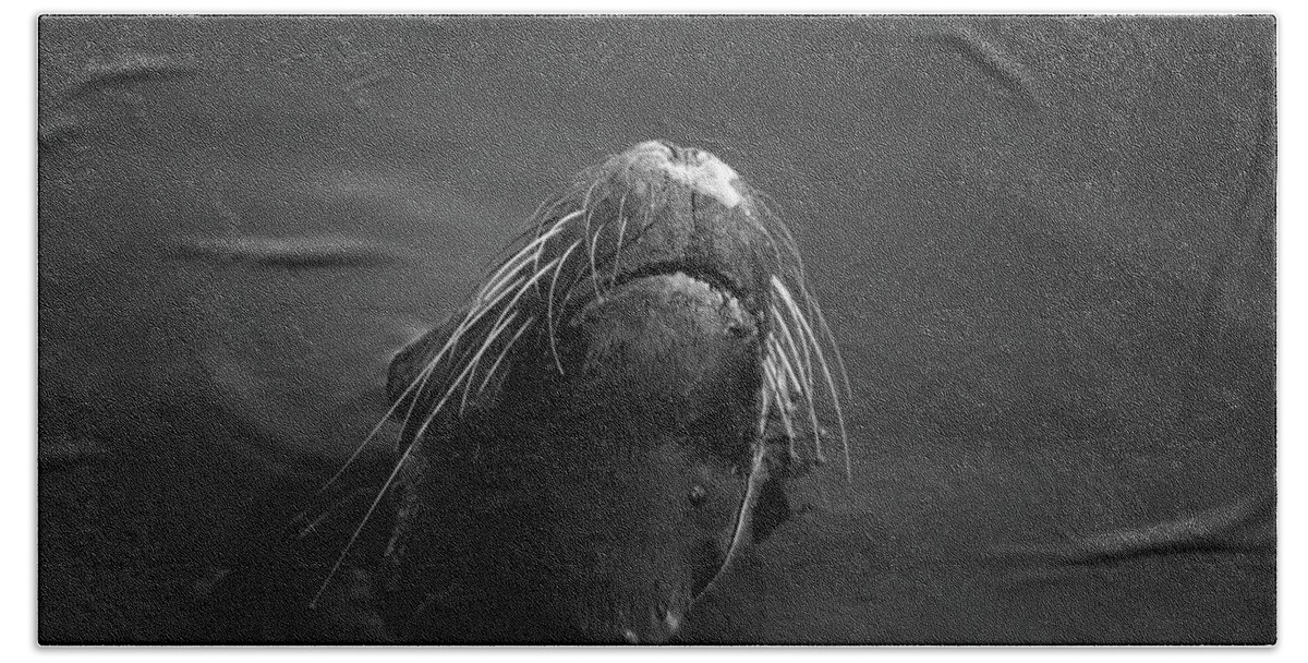 Wildlife Hand Towel featuring the photograph Sea Lion V BW by David Gordon