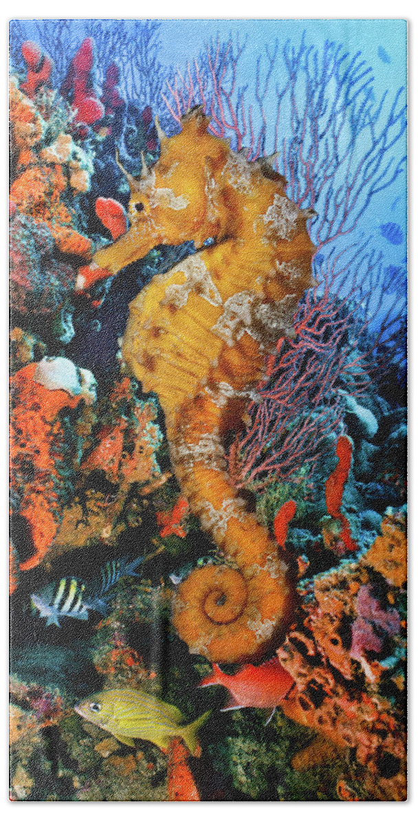 Atlantic Bath Towel featuring the photograph Seahorse at a Magical Reef by Debra and Dave Vanderlaan