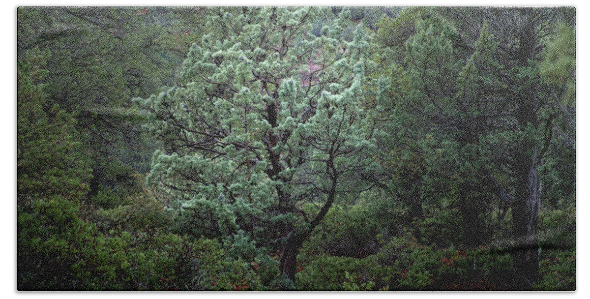 Lone Tree Hand Towel featuring the photograph Sedona Tree #1 by David Chasey