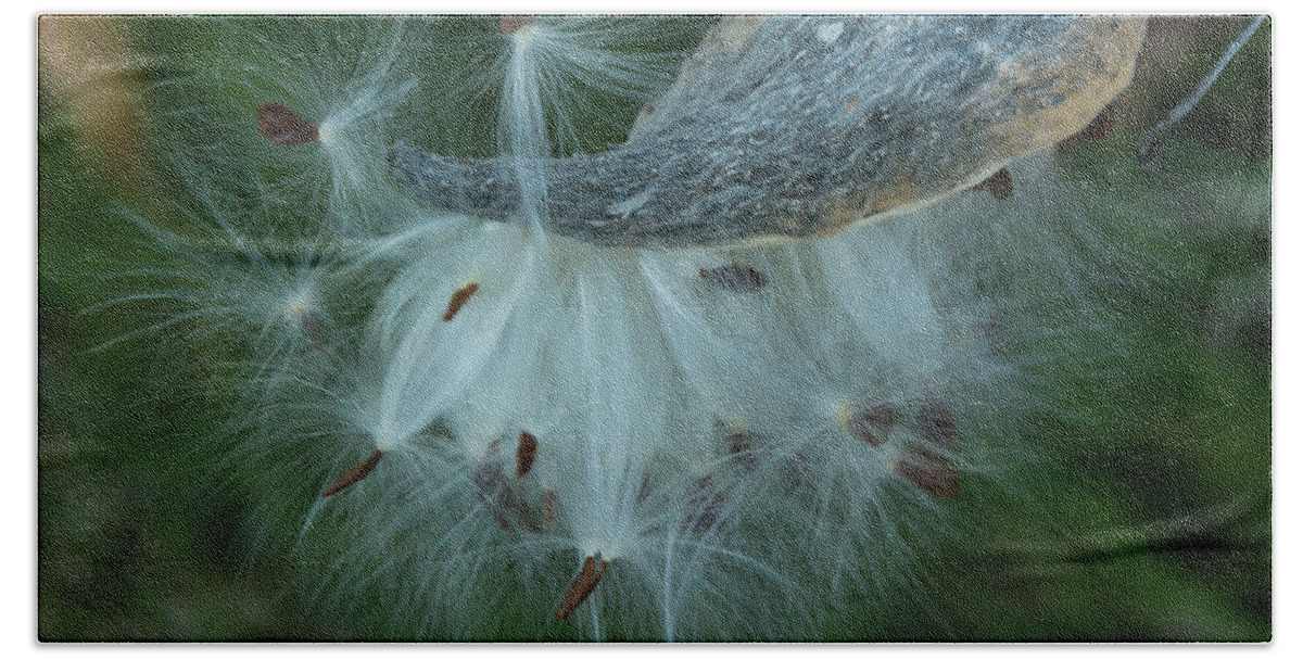 Seeds Hand Towel featuring the photograph Seeds of Hope by Pravin Sitaraman