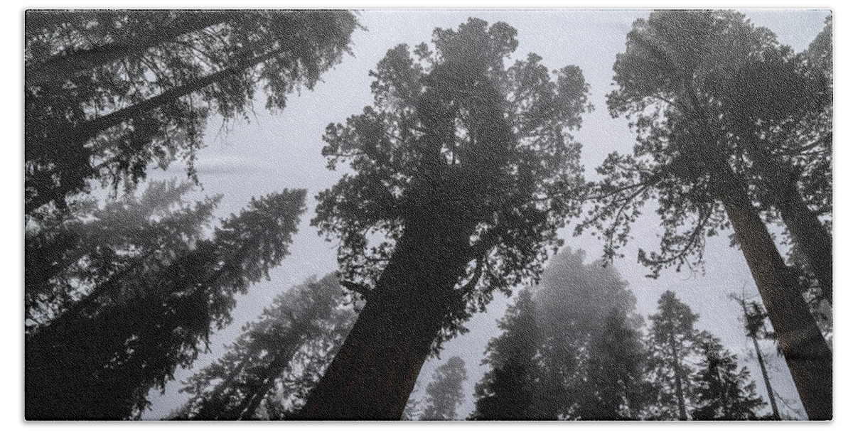 Usa Hand Towel featuring the photograph Sequoias by Alberto Zanoni