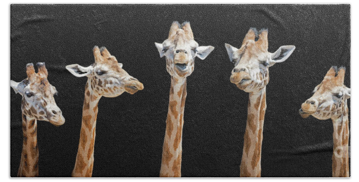 Giraffe Hand Towel featuring the photograph Seven giraffes with different facial expressions by Jane Rix