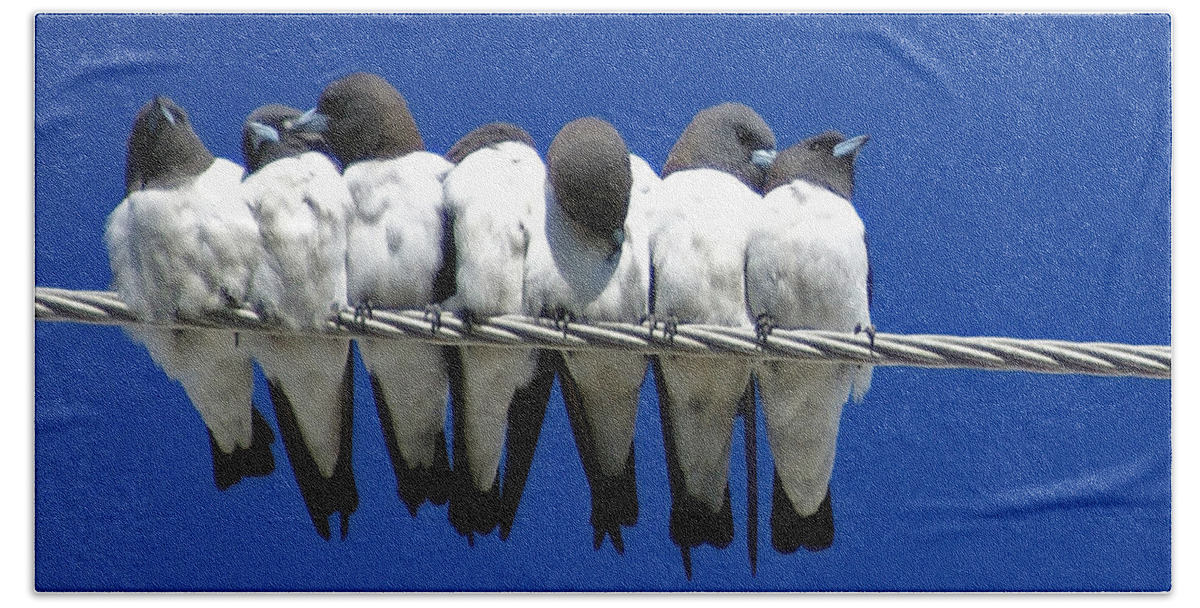 Animals Hand Towel featuring the photograph Seven Swallows Sitting by Holly Kempe