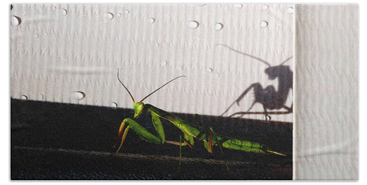 Praying Mantis Hand Towel featuring the photograph Shadow Self by Danielle R T Haney