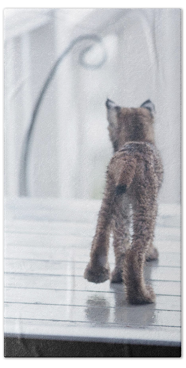 Lynx Hand Towel featuring the photograph Shake It Off by Tim Newton