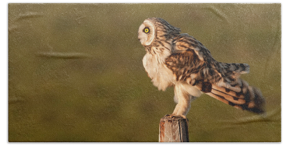 Asio Flammeus Bath Towel featuring the photograph Shaking Short-eared Owl by Roeselien Raimond