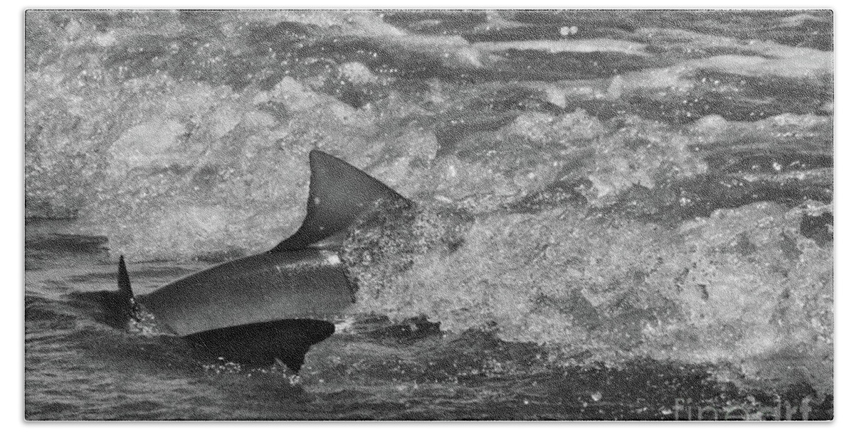 Shark Bath Towel featuring the photograph Shark by Randy J Heath