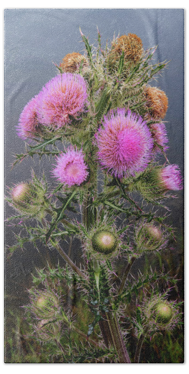 Nature Bath Towel featuring the photograph Sharp Thistle by Arthur Dodd