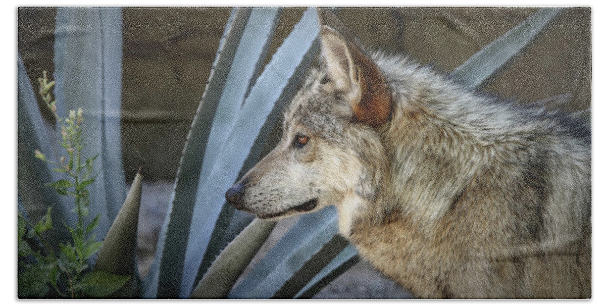 Wolf Hand Towel featuring the photograph She Belongs To The Desert by Elaine Malott