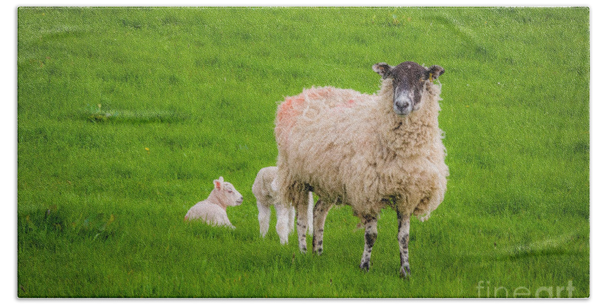 D90 Bath Towel featuring the photograph Sheep and lambs by Mariusz Talarek