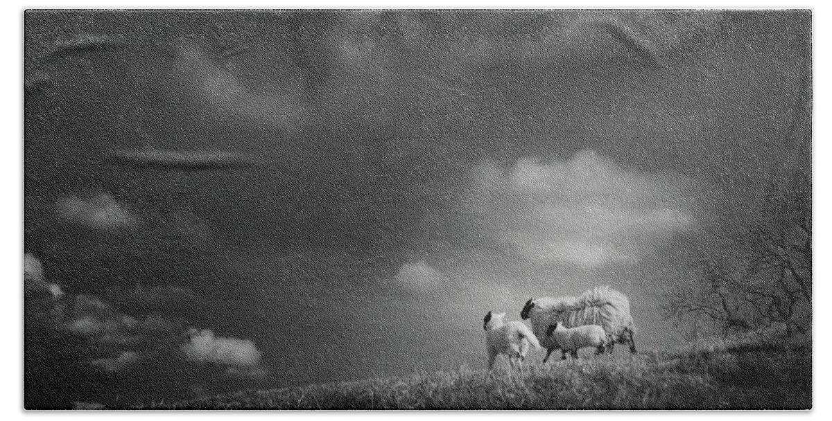 Sheep Bath Towel featuring the photograph Sheep Clouds by Dorit Fuhg