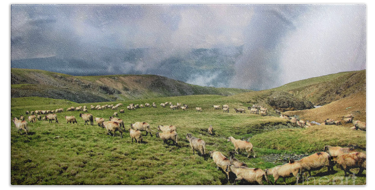 Sheep Bath Towel featuring the photograph Sheep in Carphatian Mountains by Daliana Pacuraru