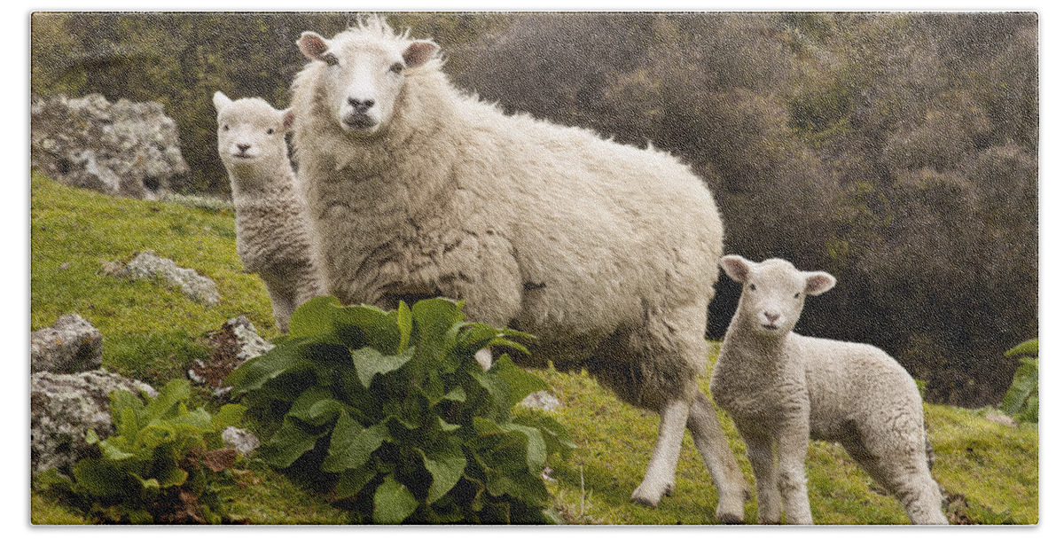 00479625 Bath Towel featuring the photograph Sheep With Twin Lambs Stony Bay by Colin Monteath