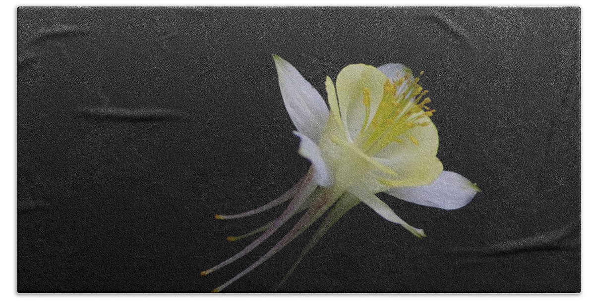 Columbine Bath Towel featuring the photograph Shooting Star by Living Color Photography Lorraine Lynch