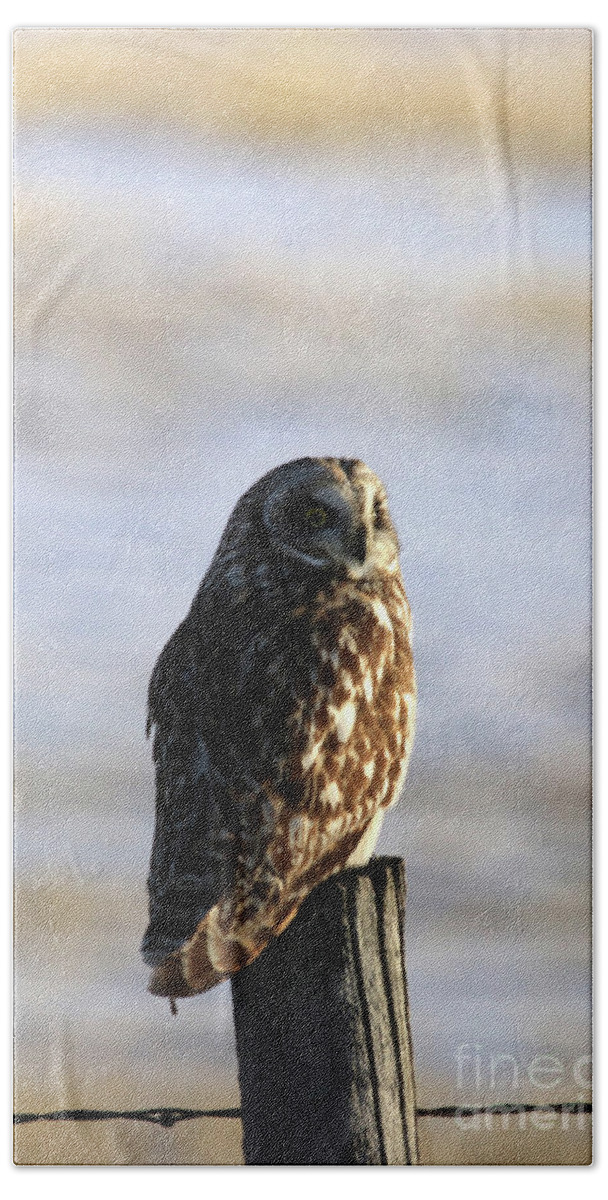 Short Eared Owl Hand Towel featuring the photograph Short Eared Owl by Alyce Taylor