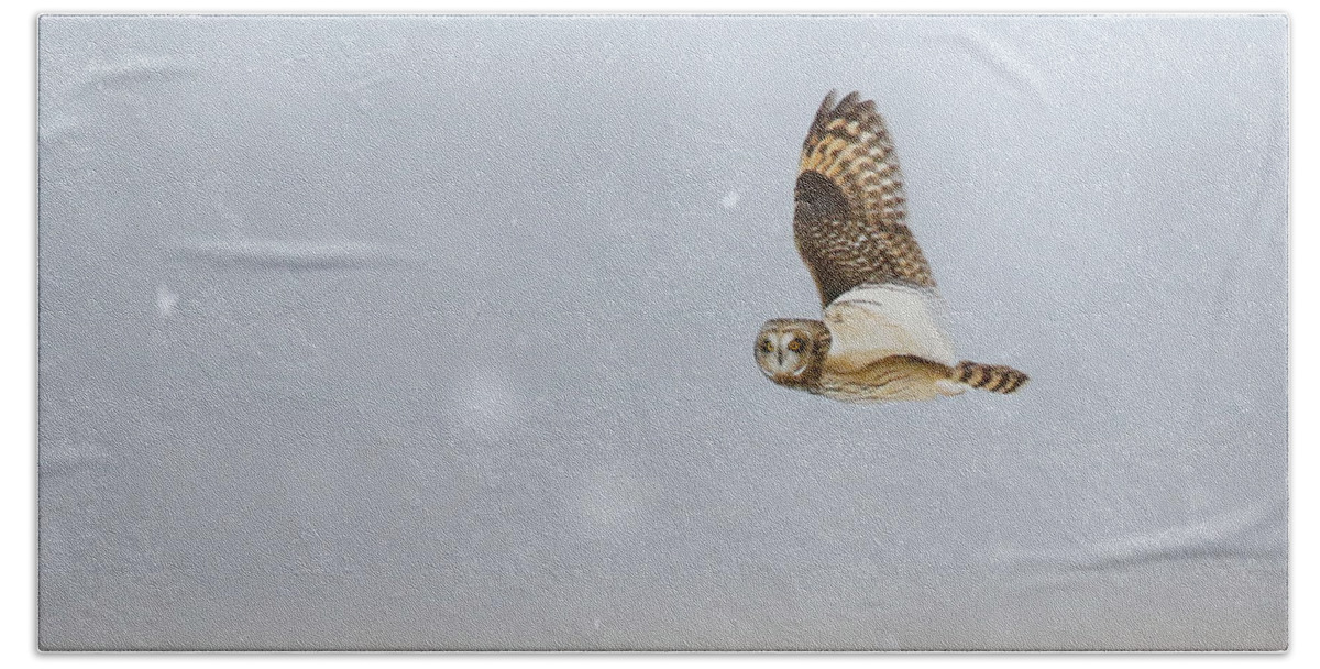 Owls Hand Towel featuring the photograph Short Eared Owl In The Snow Storm by Heather King