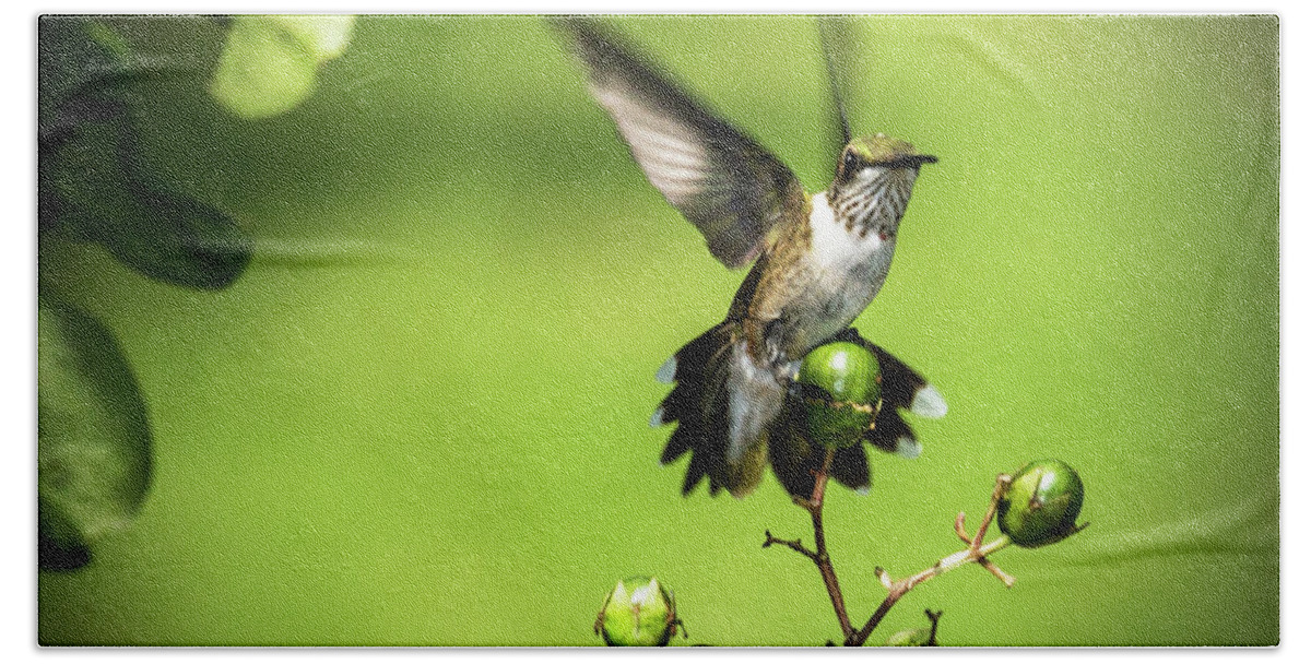 Hummingbird Hand Towel featuring the photograph Short Field Landing - Hummingbird by Barry Jones