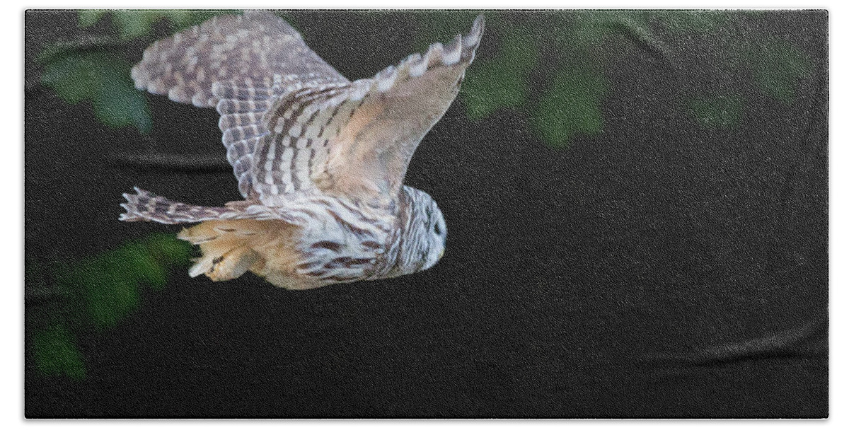 Owl Bath Towel featuring the photograph Show Is Over by Randy Hall