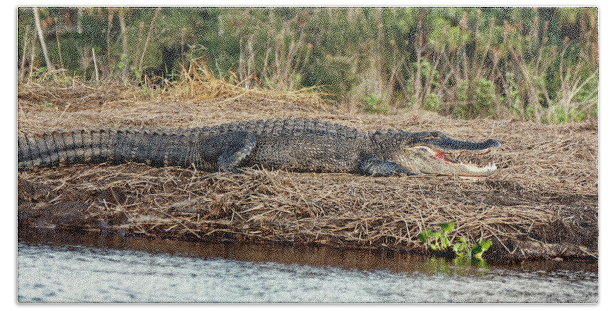 American Alligator Sunning Bath Towel featuring the photograph Showing Teeth by Sally Weigand