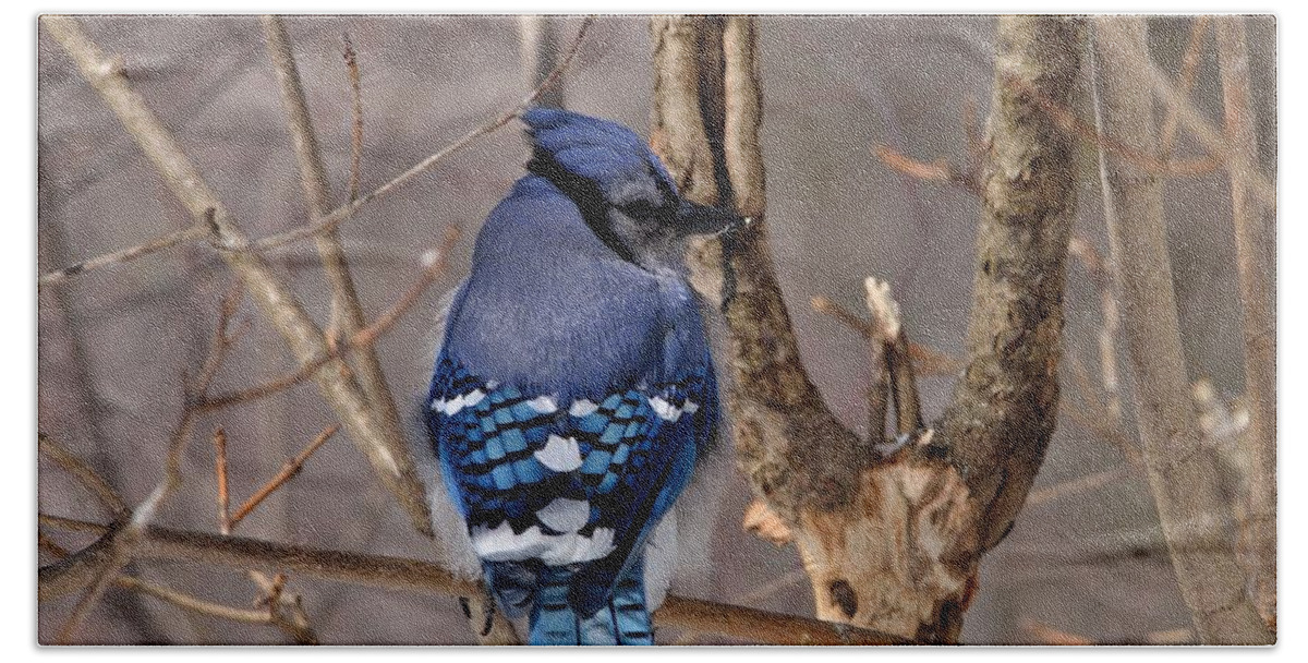 Outdoor Hand Towel featuring the photograph Shy Blue Jay by David Porteus