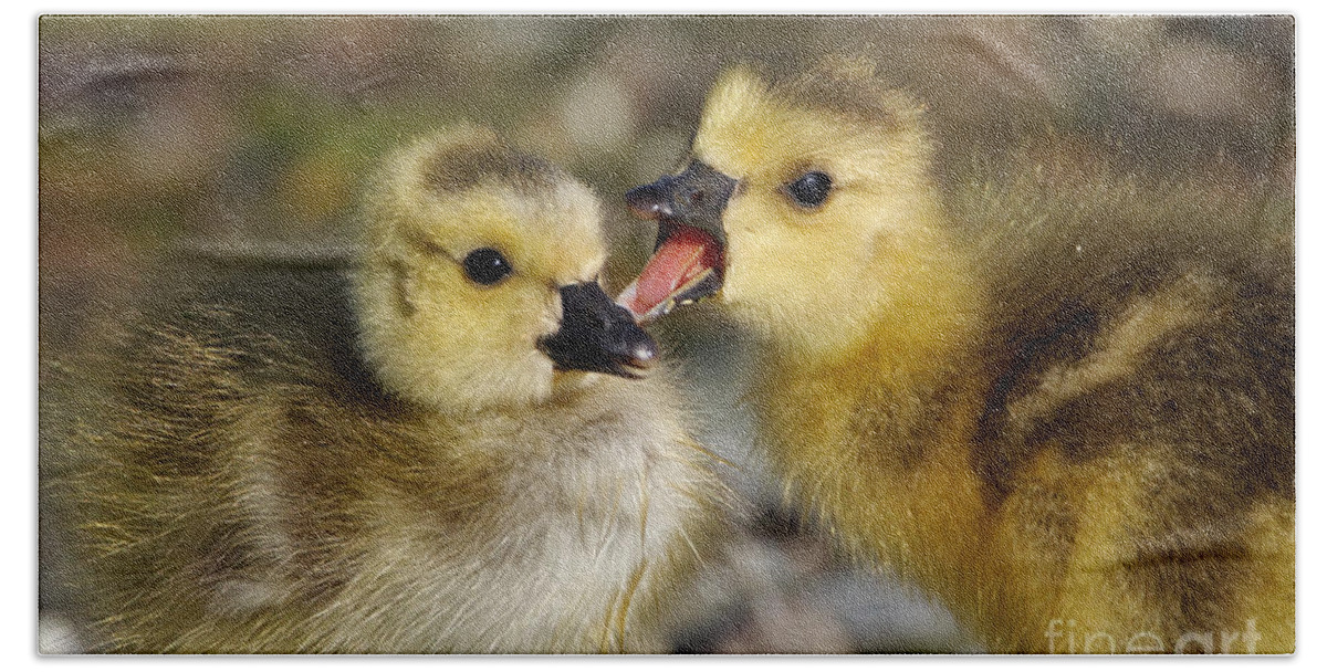 Two Baby Birds Hand Towel featuring the photograph Sibling Love - Baby Canada Geese by Sue Harper