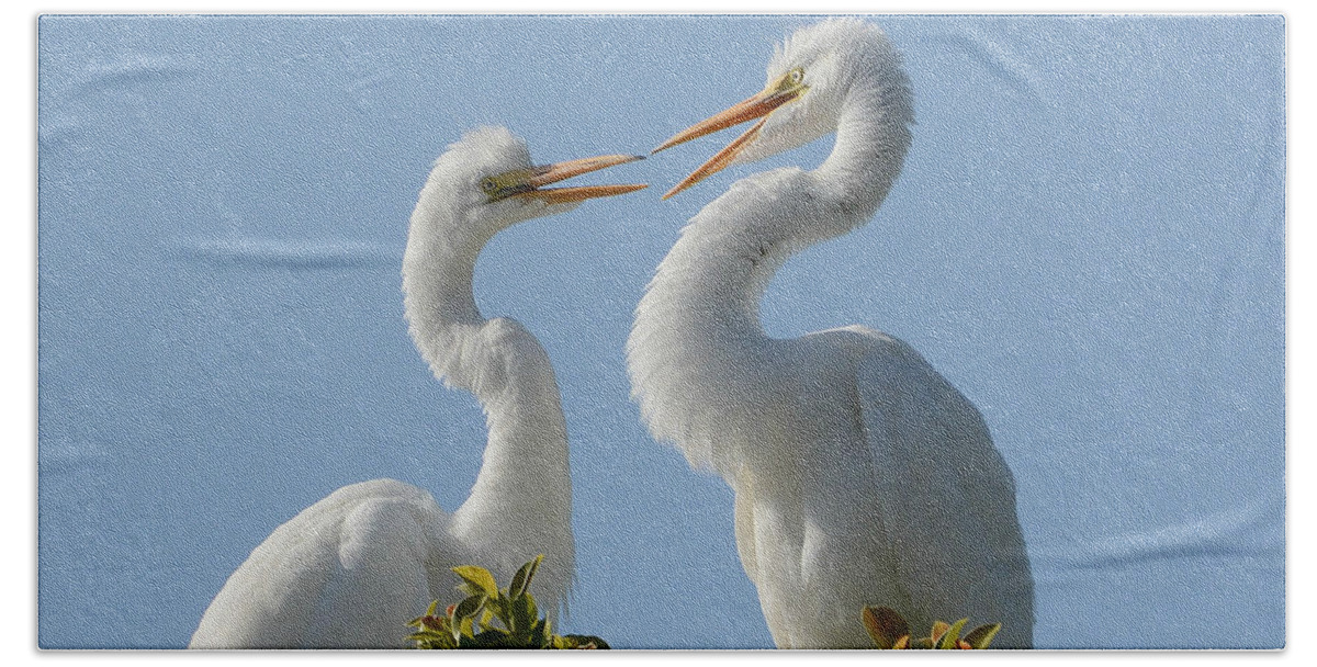 Great Egret Chicks Hand Towel featuring the photograph Siblings 2 by Fraida Gutovich