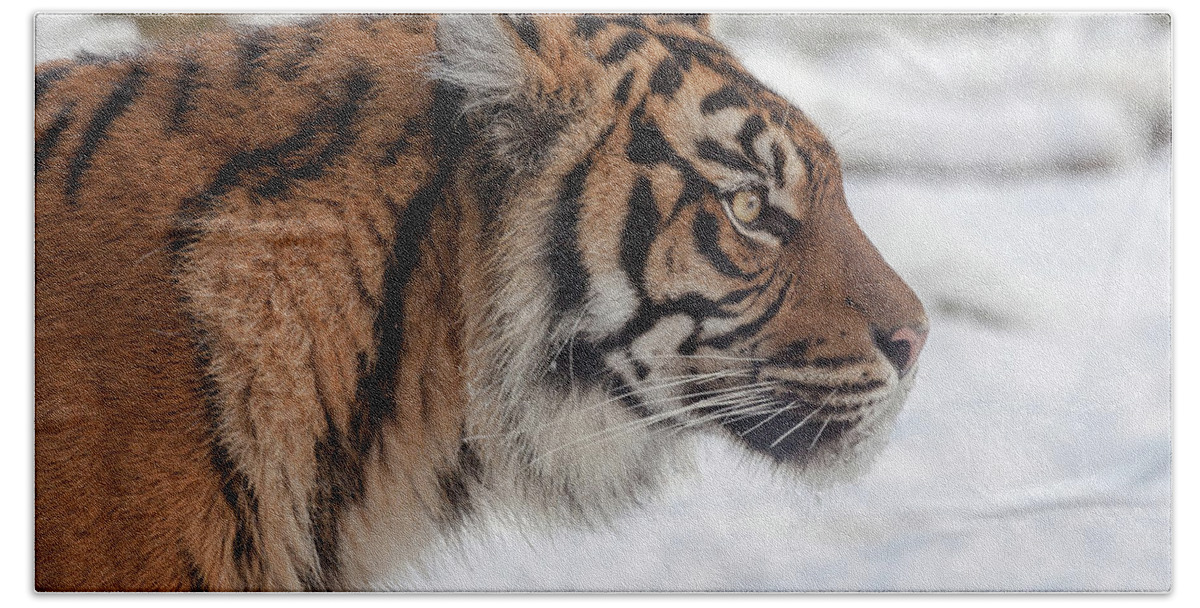 Animal Bath Towel featuring the photograph Side portrait of a Sumatran Tiger in the snow by Tim Abeln