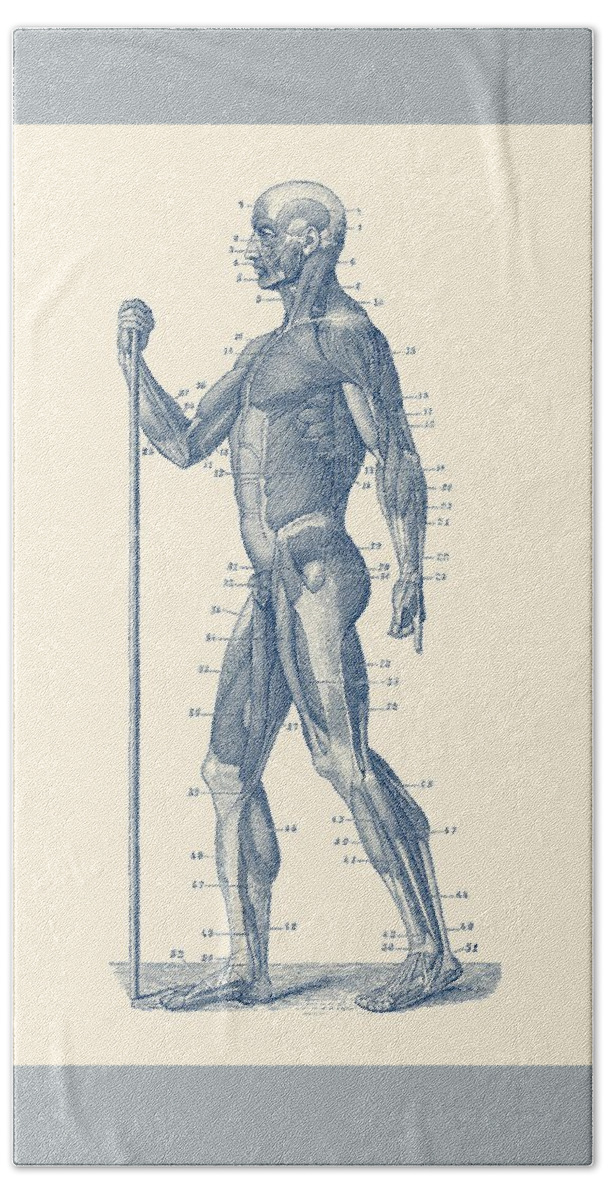 Skeleton Hand Towel featuring the drawing Side View - Human Muscle System - Anatomy Poster by Vintage Anatomy Prints