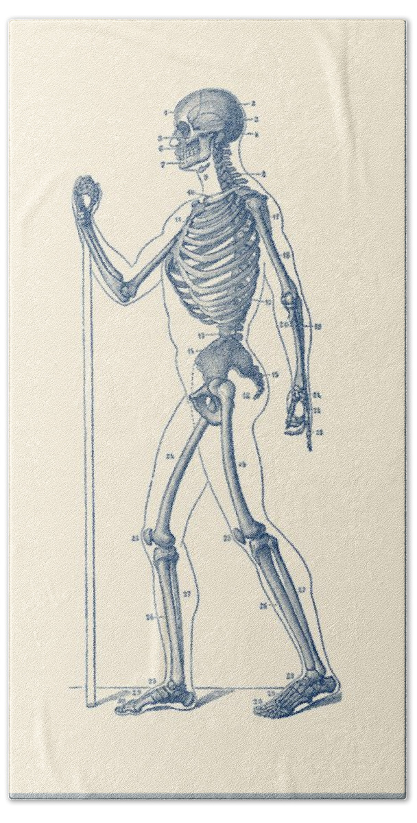 Skeleton Hand Towel featuring the drawing Side View Skeletal Diagram - Vintage Anatomy Poster by Vintage Anatomy Prints