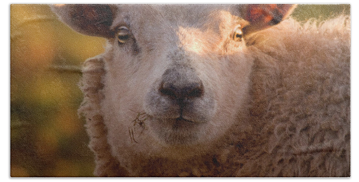 Sheep Hand Towel featuring the photograph Silly Face by Ang El