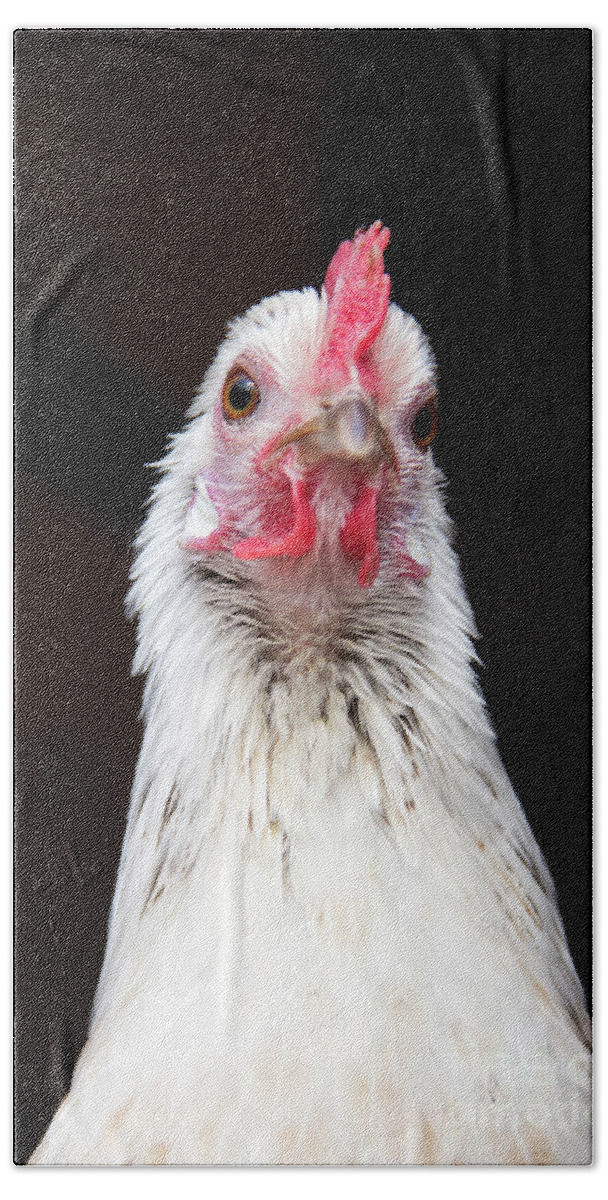 Chickens Hand Towel featuring the photograph Silver Phoenix Chicken by Jeannette Hunt